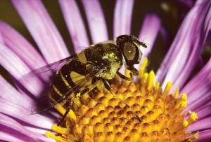 Safe or Sorry? Look-Alikes in Nature